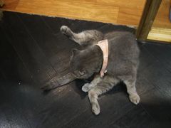-猫色咖啡·猫咖