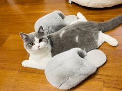 -猫大福·Fortune Cat猫舍(百子湾店)