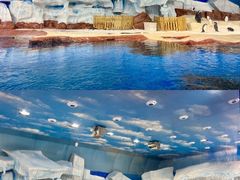 -海合安武汉极地海洋公园