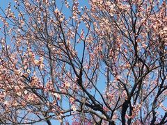 -梅花山(明孝陵内)