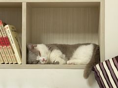 -糯米喵星人总部直营旗舰店·猫舍·幼猫出售