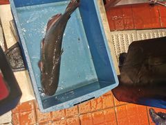 -鱼酷活鱼烤鱼(恒隆广场店)