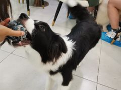 -安格丽娜·狗咖·猫咖羊驼咖(春熙路百盛商场店)