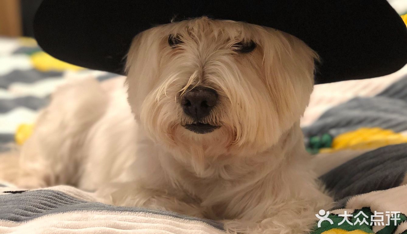 教授🐶