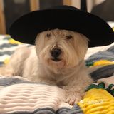 教授🐶
