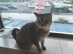 -安安宠物医院(情缘分院)