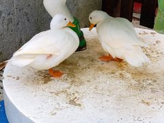 -上海崇明金茂凯悦酒店