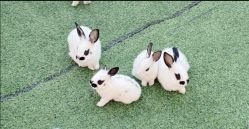 -萌宠亲子动物乐园(槐房万达店)