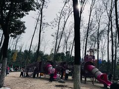 -合肥滨湖国家森林公园