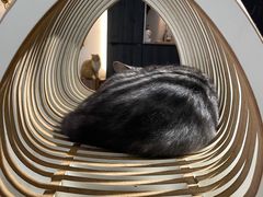 -more than meow吴止猫主题餐厅(承德 中船汇店)