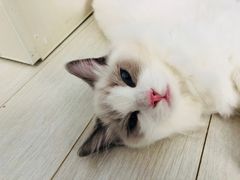 -喵的天空名猫咖啡馆·撸猫·猫舍·用品