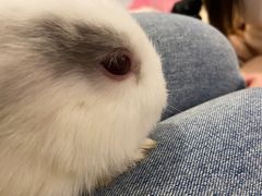 -猫猫幼稚园·撸猫·桌游·电玩
