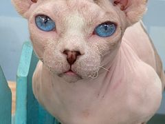 -猫小院猫主题咖啡厅(北锣店)