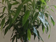 -竹鲜笙全竹宴(国色天香店)