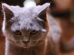 -猫友咖啡店(玉林西路店)