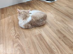 -COLOR PETS 撸猫馆·购猫·猫咖(长风大悦城店)