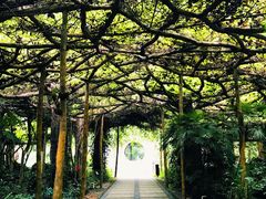 -广西壮族自治区药用植物园