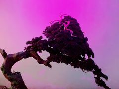 -觀芷隐轩