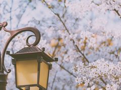 -南汇桃花村