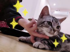 -猫咪派对(江南西店)