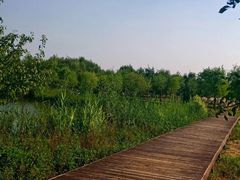 -东郊湿地公园