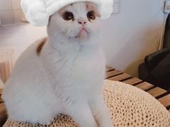 -Cappucimeow猫咪咖啡馆(韦伯时代店)