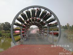 -荷兰花海