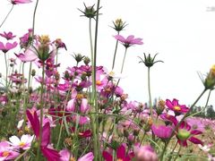 -武清南湖绿博园