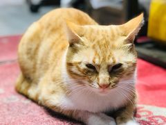 -哥老官重庆美蛙鱼头(日月光店)