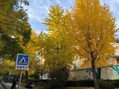 -三里屯东五街银杏大道