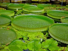 -华南国家植物园-售票处