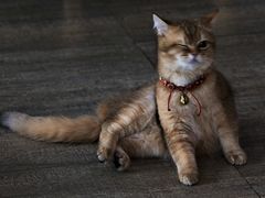 -猫咪咖啡·猫咖(万达广场店)