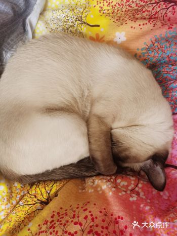又傲娇又粘人，哪里碍事哪里呆着