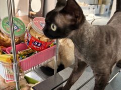 -琪喵猫屋·撸猫猫咖·猫舍