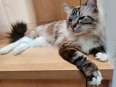 -是阿柴呀！柴犬咖啡·爱喵喵猫咖