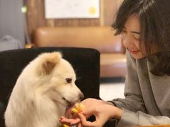 鸡肉披萨-百好乐宠物友好餐厅(朝外大街店)