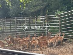 -青藏高原野生动物园