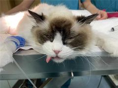 -艾贝尔宠物医院·24H转诊中心·肿瘤猫专科(江宁双龙店)