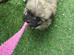 -pd派德宠物中心医院24H急重症·眼科中心·血液透析中心(嵩山北路店)