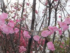-天适樱花悠乐园