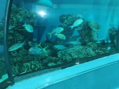 -乐从天佑城海洋馆
