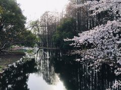 -上海共青森林公园