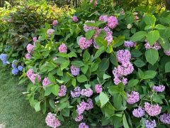 -上海共青森林公园