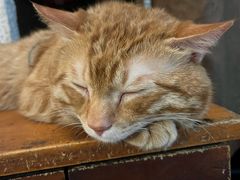 -绝城芋儿鸡(犀浦旗舰店)