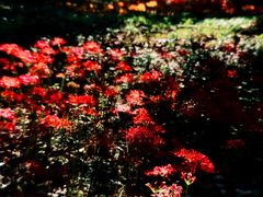 -杭州植物园