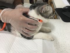 -宠爱国际动物医院· 猫科· 外科·中兽医(长白店)