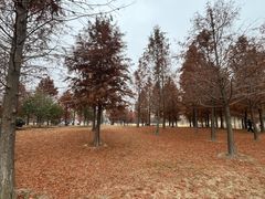 -黄海国家森林公园