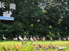 -广州长隆飞鸟乐园