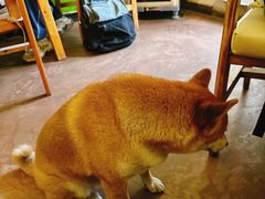 -啡语
