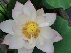 -老桂湖公园-杨升庵博物馆